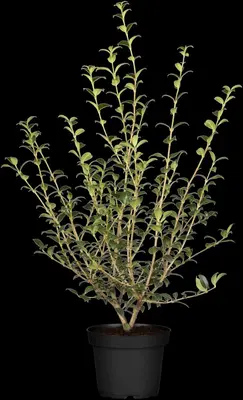 Osmanthus burkwoodii (Schijnhulst) - afbeelding 1