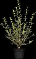 Osmanthus burkwoodii (Schijnhulst) - afbeelding 1