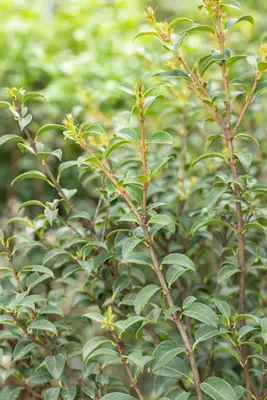 Osmanthus burkwoodii (Schijnhulst) - afbeelding 10
