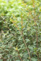 Osmanthus burkwoodii (Schijnhulst) - afbeelding 10