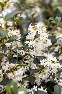 Osmanthus burkwoodii (Schijnhulst) - afbeelding 19