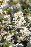 Osmanthus burkwoodii (Schijnhulst) - afbeelding 19