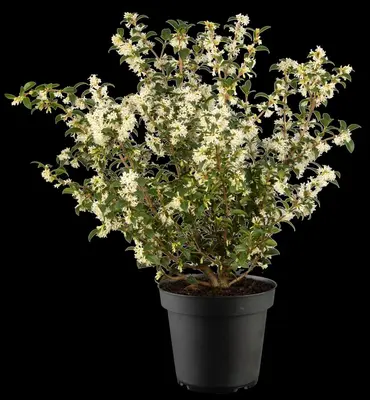 Osmanthus burkwoodii (Schijnhulst) - afbeelding 17