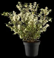 Osmanthus burkwoodii (Schijnhulst) - afbeelding 17