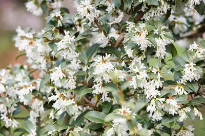 Osmanthus burkwoodii (Schijnhulst) - afbeelding 2