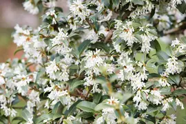 Osmanthus burkwoodii (Schijnhulst) - afbeelding 2