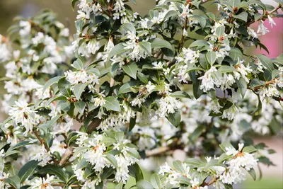 Osmanthus burkwoodii (Schijnhulst) - afbeelding 3