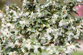 Osmanthus burkwoodii (Schijnhulst) - afbeelding 3