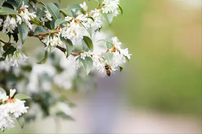 Osmanthus burkwoodii (Schijnhulst) - afbeelding 4