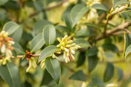 Osmanthus burkwoodii (Schijnhulst) - afbeelding 5