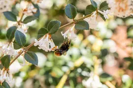 Osmanthus burkwoodii (Schijnhulst) - afbeelding 6