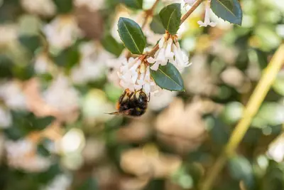 Osmanthus burkwoodii (Schijnhulst) - afbeelding 7