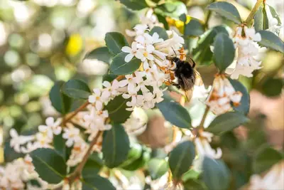 Osmanthus burkwoodii (Schijnhulst) - afbeelding 8
