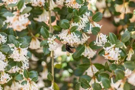 Osmanthus burkwoodii (Schijnhulst) - afbeelding 9