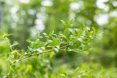 Osmanthus burkwoodii (Schijnhulst) - afbeelding 11