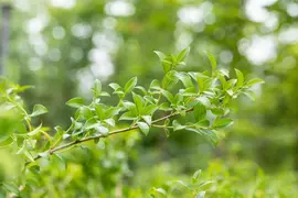 Osmanthus burkwoodii (Schijnhulst) - afbeelding 11