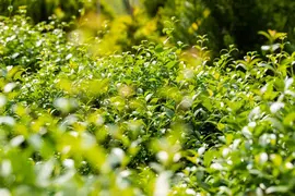 Osmanthus burkwoodii (Schijnhulst) - afbeelding 12