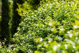 Osmanthus burkwoodii (Schijnhulst) - afbeelding 13