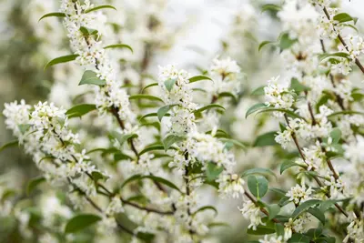 Osmanthus burkwoodii (Schijnhulst) - afbeelding 14