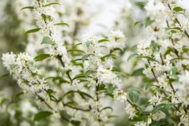 Osmanthus burkwoodii (Schijnhulst) - afbeelding 14