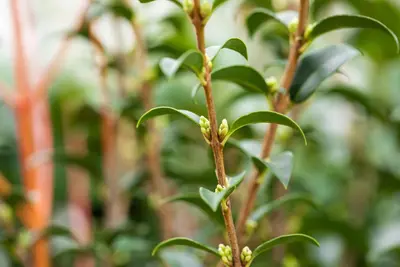 Osmanthus burkwoodii (Schijnhulst) - afbeelding 15