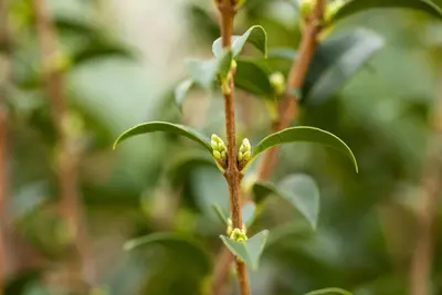 Osmanthus burkwoodii (Schijnhulst) - afbeelding 16