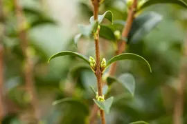 Osmanthus burkwoodii (Schijnhulst) - afbeelding 16