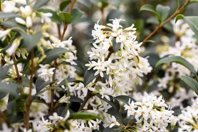 Osmanthus burkwoodii (Schijnhulst) - afbeelding 18