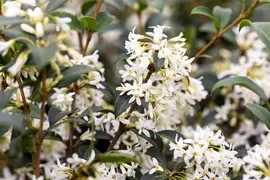 Osmanthus burkwoodii (Schijnhulst) - afbeelding 18