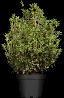 Osmanthus heterophyllus (Schijnhulst) - afbeelding 4