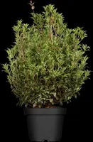 Osmanthus heterophyllus (Schijnhulst) - afbeelding 4