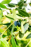 Osmanthus heterophyllus (Schijnhulst) - afbeelding 11