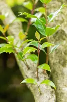 Osmanthus heterophyllus (Schijnhulst) - afbeelding 13