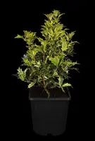 Osmanthus heterophyllus (Schijnhulst) - afbeelding 2