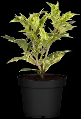 Osmanthus heterophyllus (Schijnhulst) - afbeelding 6