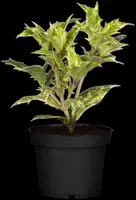 Osmanthus heterophyllus (Schijnhulst) - afbeelding 6