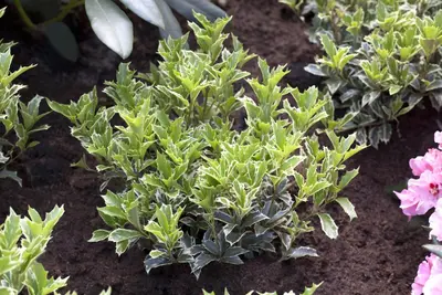 Osmanthus heterophyllus (Schijnhulst) - afbeelding 5