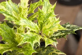 Osmanthus heterophyllus (Schijnhulst) - afbeelding 7