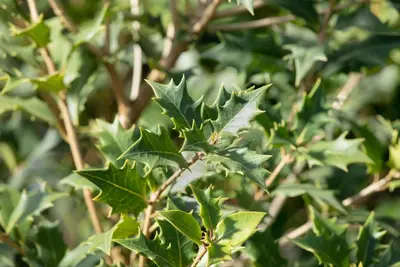 Osmanthus heterophyllus (Schijnhulst) - afbeelding 9