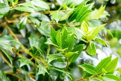 Osmanthus heterophyllus (Schijnhulst) - afbeelding 10