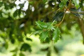 Osmanthus heterophyllus (Schijnhulst) - afbeelding 14