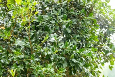 Osmanthus heterophyllus (Schijnhulst) - afbeelding 15