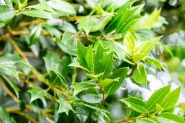Osmanthus heterophyllus (Schijnhulst) - afbeelding 10