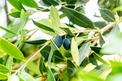 Osmanthus heterophyllus (Schijnhulst) - afbeelding 12