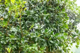 Osmanthus heterophyllus (Schijnhulst) - afbeelding 15