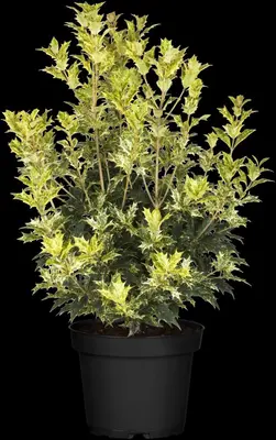 Osmanthus heterophyllus 'Tricolor' (Schijnhulst 'Tricolor') - afbeelding 16