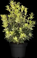 Osmanthus heterophyllus 'Tricolor' (Schijnhulst 'Tricolor') - afbeelding 16