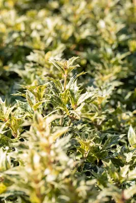 Osmanthus heterophyllus 'Tricolor' (Schijnhulst 'Tricolor') - afbeelding 10