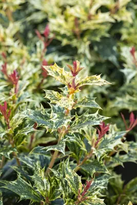 Osmanthus heterophyllus 'Tricolor' (Schijnhulst 'Tricolor') - afbeelding 13