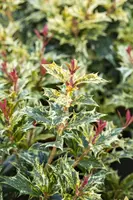 Osmanthus heterophyllus 'Tricolor' (Schijnhulst 'Tricolor') - afbeelding 13